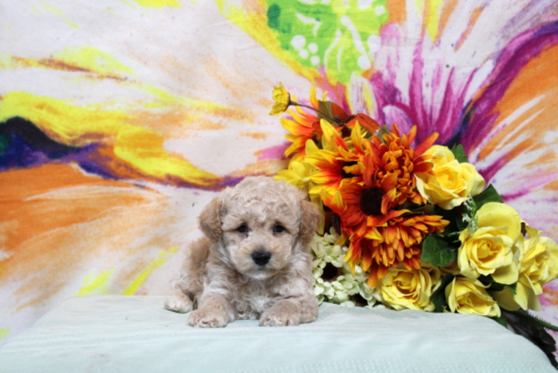 puppy, for, sale, Toy Poodle, Matthew B. Stoltzfus, dog, breeder, Gap, PA, dog-breeder, puppy-for-sale, forsale, nearby, find, puppyfind, locator, puppylocator, aca